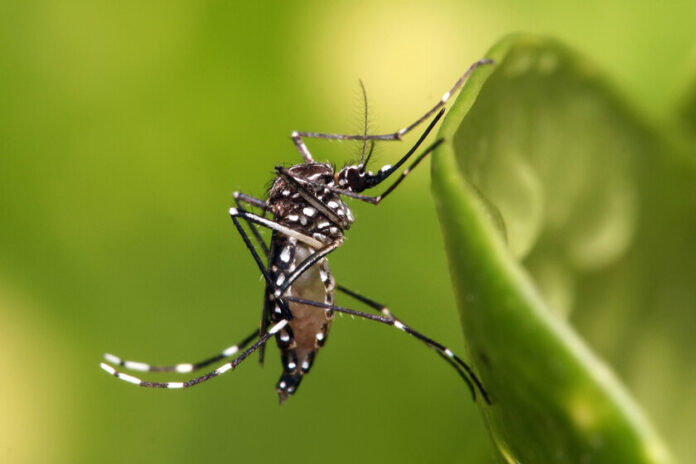  Science has discovered why some mosquitoes decide to bite you.  And it is key to combat them
