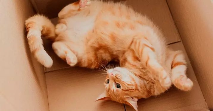 Cardboard cat bed