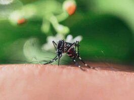 Chemical war against the mosquito: what science knows about how to avoid its bite this summer
