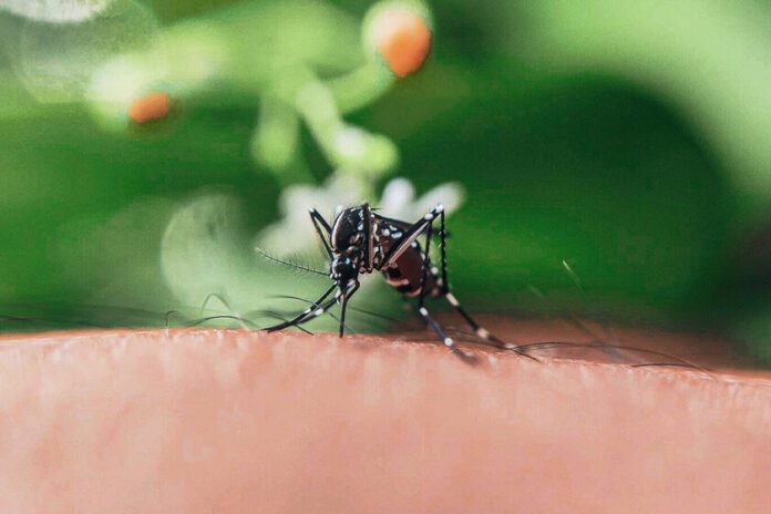 Chemical war against the mosquito: what science knows about how to avoid its bite this summer

