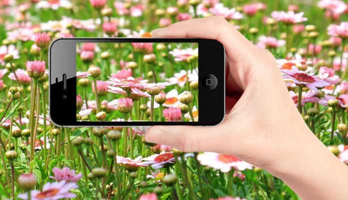 conoce la funcion de iphone capaz de identificar plantas y flores usando la camara.jpg