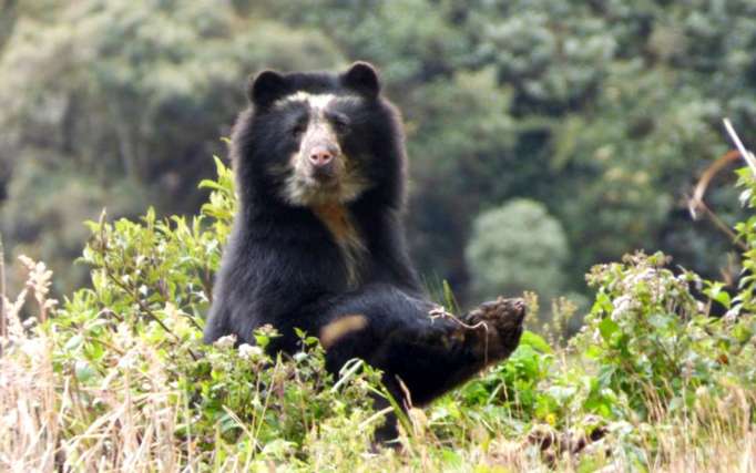 File image of a craving bear in Ecuador.  Photo: Armando Castellanos/ La Hora.