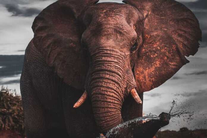 No one was very clear why elephants rarely get cancer: now we not only know, we can learn from them
