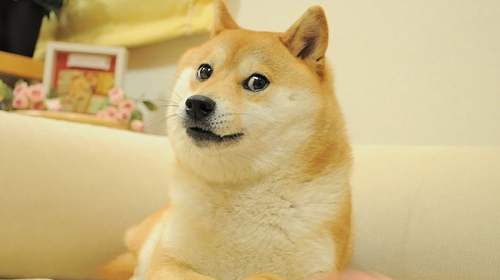 The image of "Doge" the dog went viral in 2014