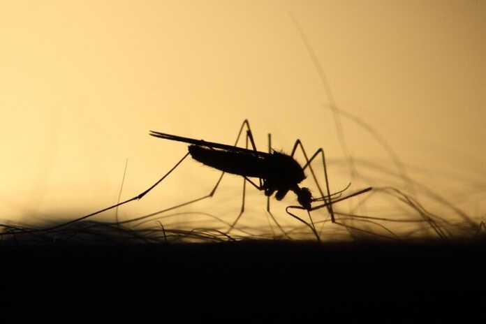  The smell of mosquitoes is (still) better than we thought.  bad news for your body
