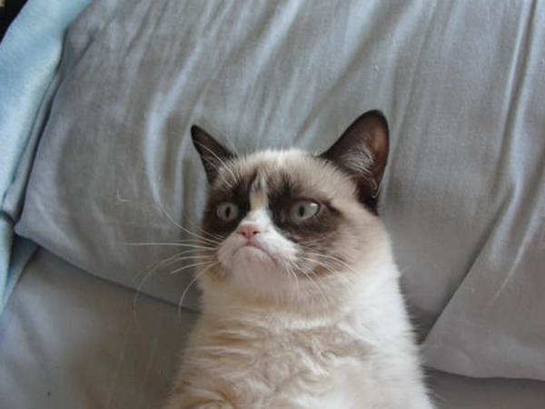 Tardar Sauce is the real name of the snowshoe cat that inspired the Grumpy Cat meme.