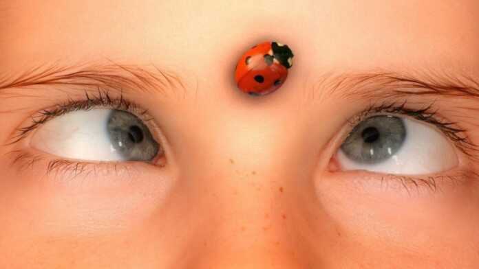 a new browser from scratch ladybird officially takes off.jpg