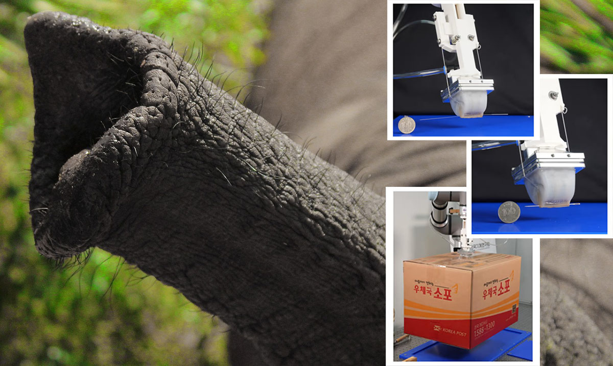 Trunk-inspired robot gripper can pinch and grab objects small and large