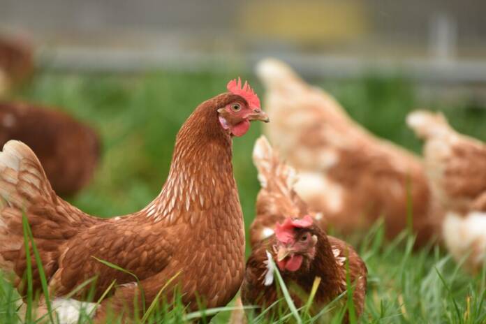  We are facing the largest outbreak of bird flu in history.  And yet we have good news
