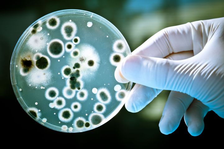 bacteria in a petri dish 