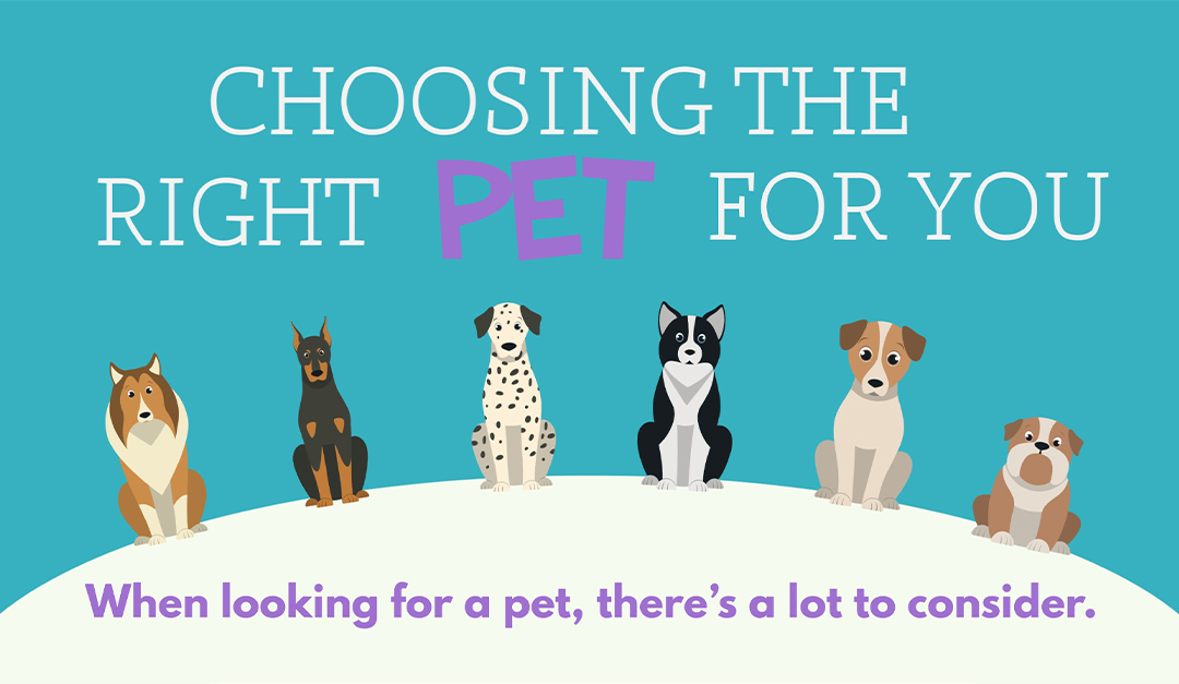 choosing the right pet